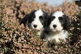 BEARDED COLLIE 096